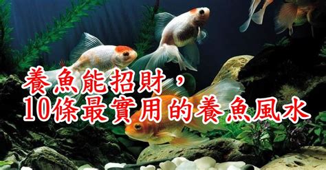 客廳養魚|養魚能招財，10條最實用的養魚風水（你一定要知道）。